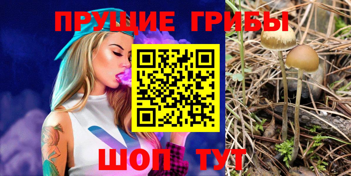 Псилоцибиновые грибы Psilocybine cubensis Королёв