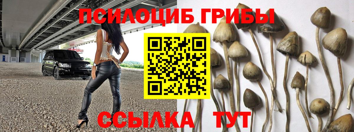 купить наркотик  Вход с VPN  Королёв  Псилоцибиновые грибы Cubensis 